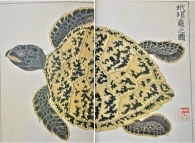 べっ甲、ベッ甲イソガイ、亀戸、浅草、鼈甲、伝統工芸、玳瑁図説、甲羅、